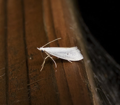 Eucalantica polita