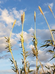 Arundo donax
