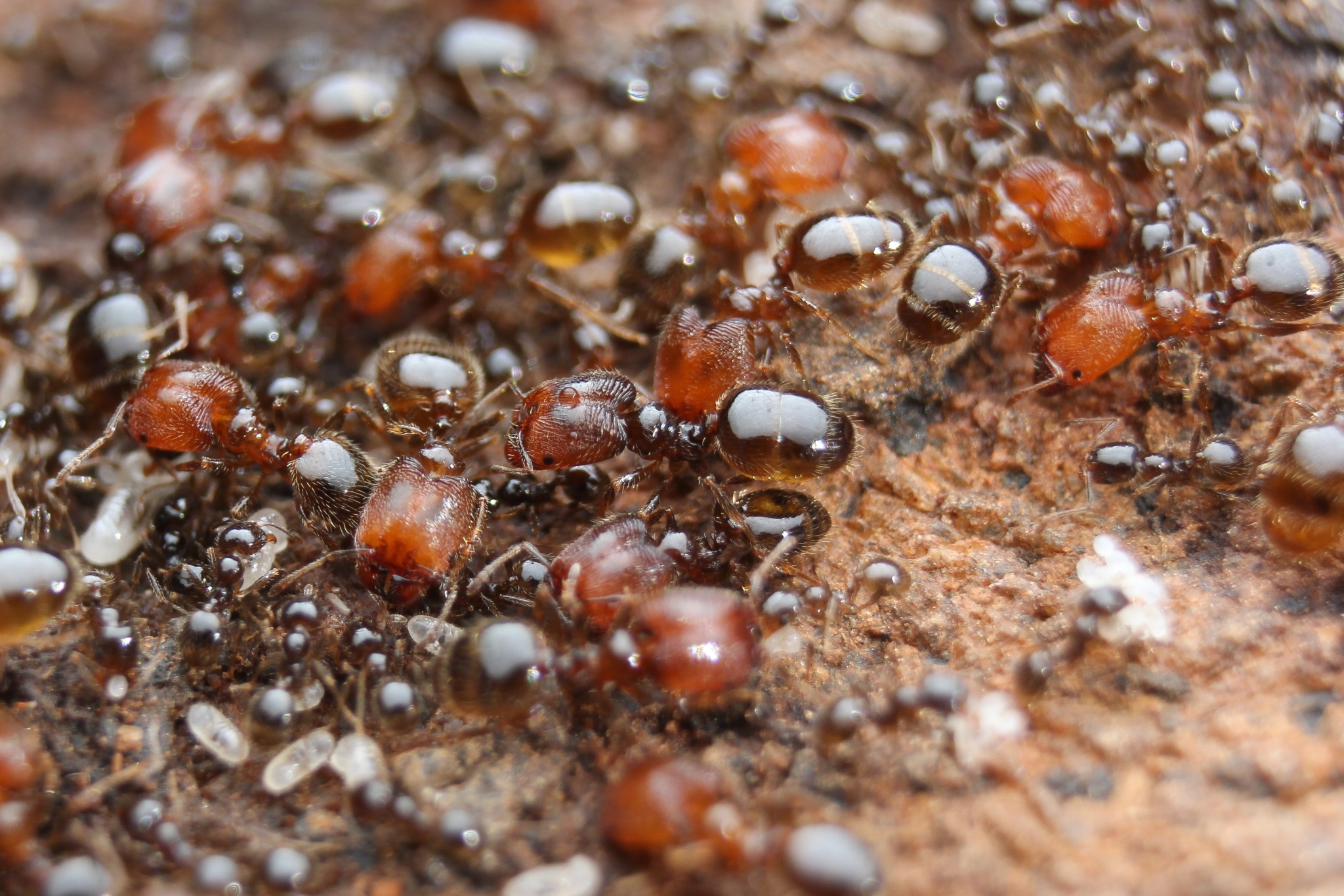 San Clemente Island Big-headed Ant (Pheidole clementensis