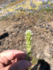 Castilleja attenuata