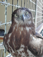 Circaetus gallicus
