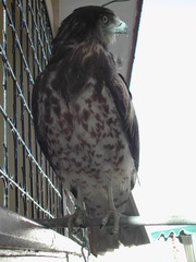 Circaetus gallicus