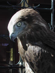 Circaetus gallicus