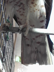 Circaetus gallicus