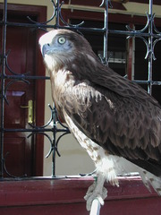 Circaetus gallicus