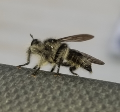 Laphria cinerea