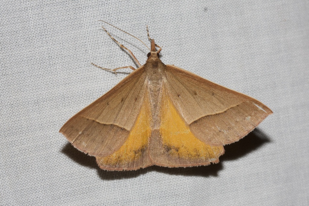 Epidesmia chilonaria from Main Ridge VIC 3928, Australia on February 9