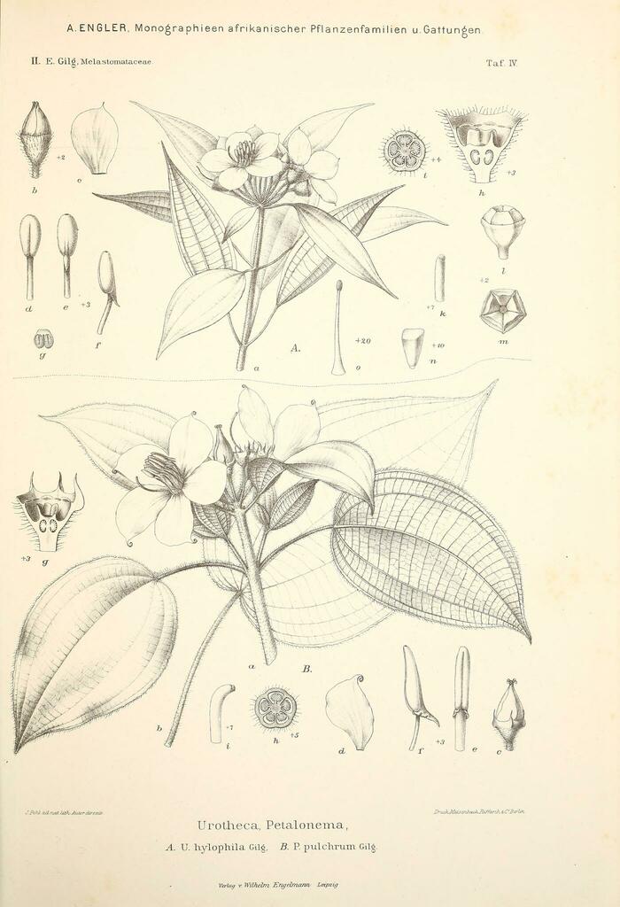Gravesia hylophila