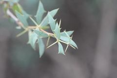 Berberis ruscifolia