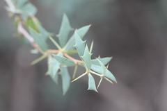 Berberis ruscifolia, photograph Romi Galeota Lencina, CC BY, iNaturalist via GBIF