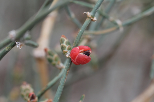 Ephedra triandra (Ephedra triandra)