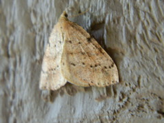 Thallophaga hyperborea