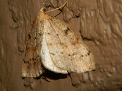 Thallophaga hyperborea