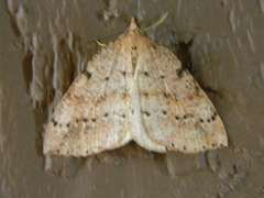 Thallophaga hyperborea