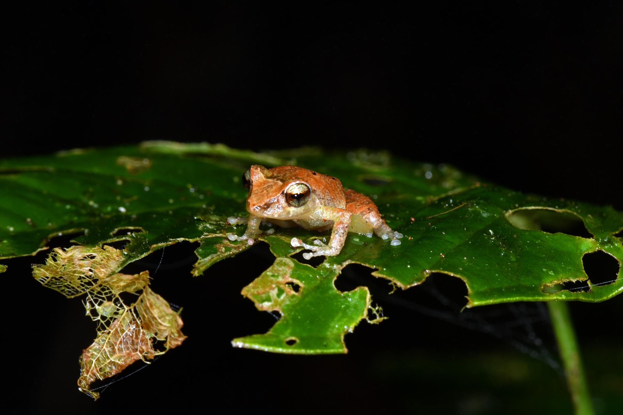Palmer's Robber Frog, Pristimantis palmeri