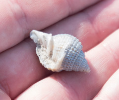 Cancellaria reticulata