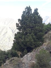 Austrocedrus chilensis