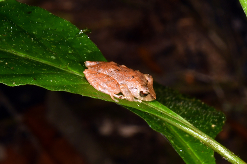Palmer's Robber Frog, Pristimantis palmeri