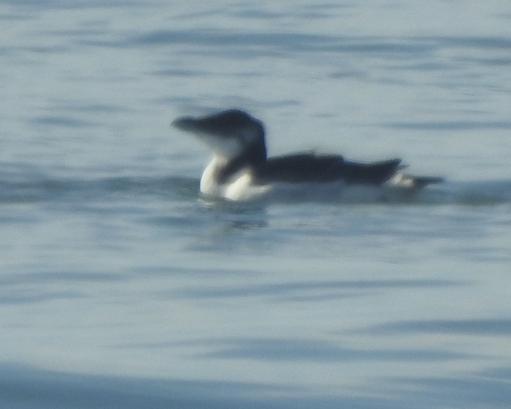 Razorbill In February 2024 By Wayne Longbottom INaturalist   Large 