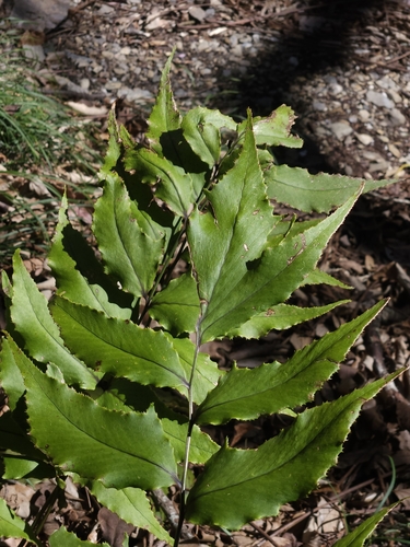 Image of Cyrtomium caryotideum by (c) Yu-Chang Chen, some rights reserved (CC BY)