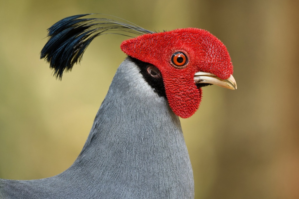 Gallopheasants