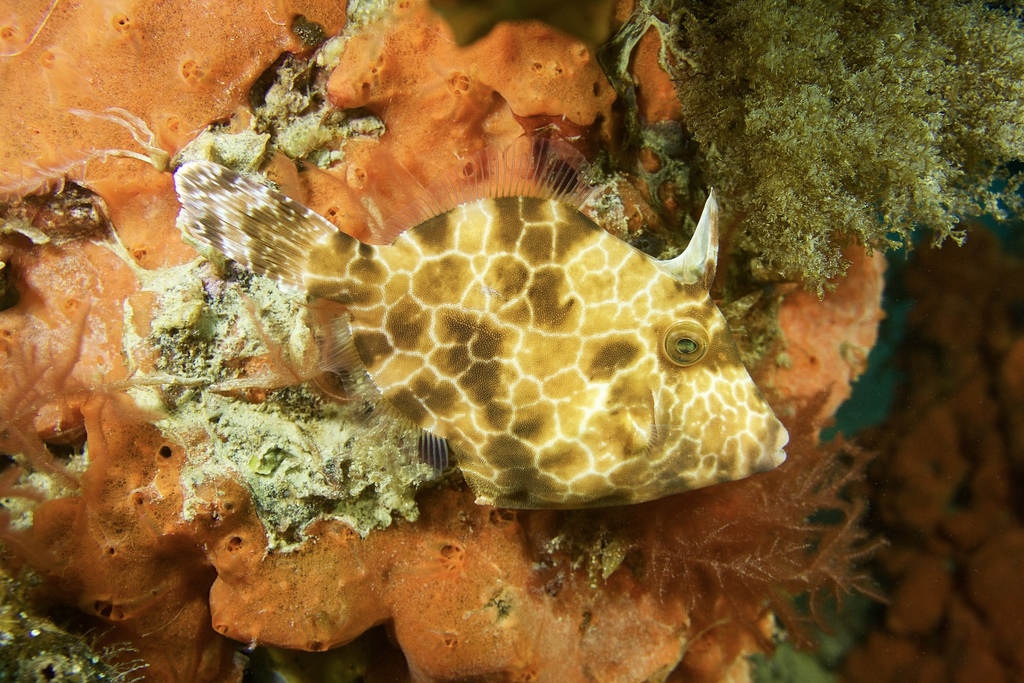 Gunn's Leatherjacket
