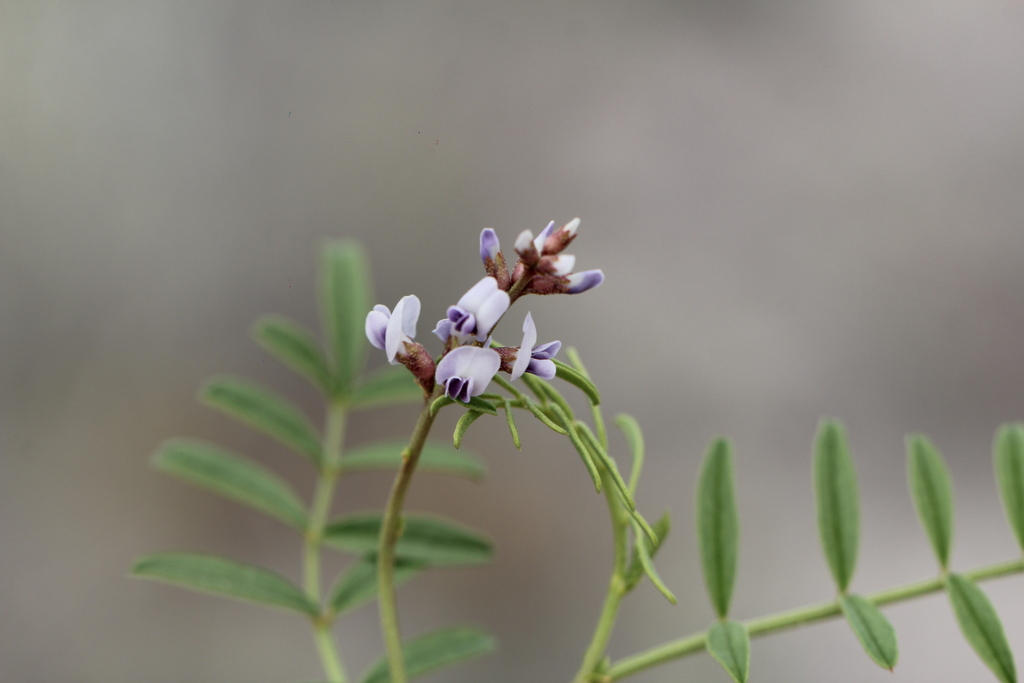 Glycyrrhiza astragalina (Glycyrrhiza astragalina)