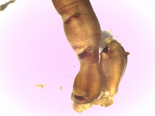 Praxillella affinis image
