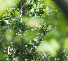 Xanthocephalus xanthocephalus