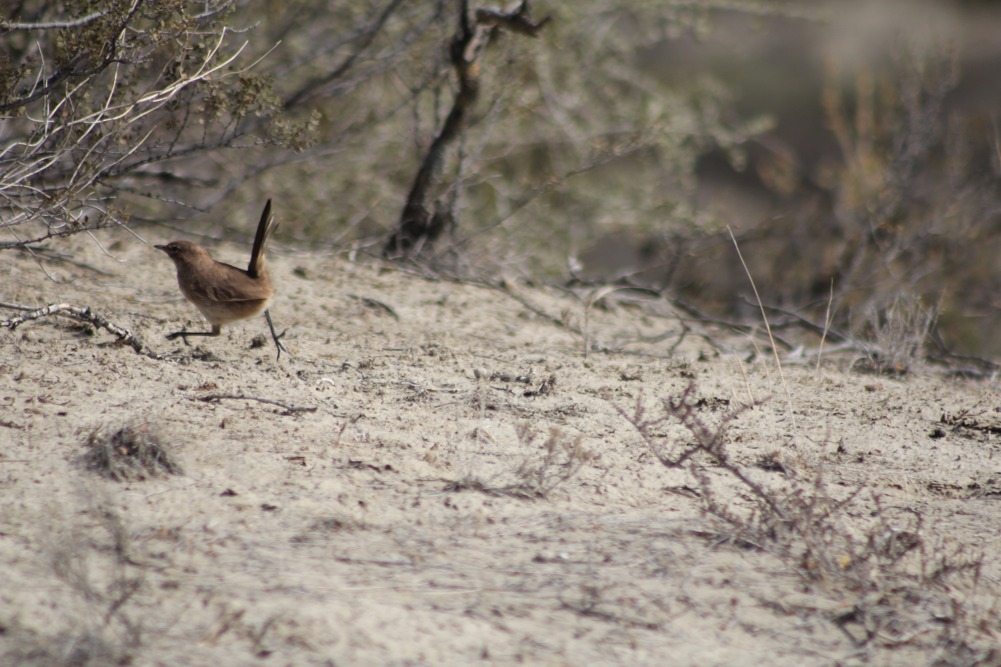 Sandy Gallito (Teledromas fuscus), photo 8