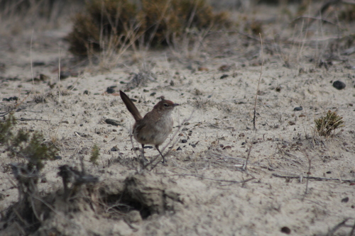 Sandy Gallito (Teledromas fuscus), photo 6