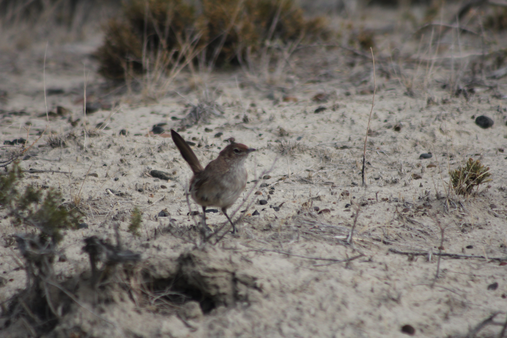 Sandy Gallito (Teledromas fuscus), photo 7