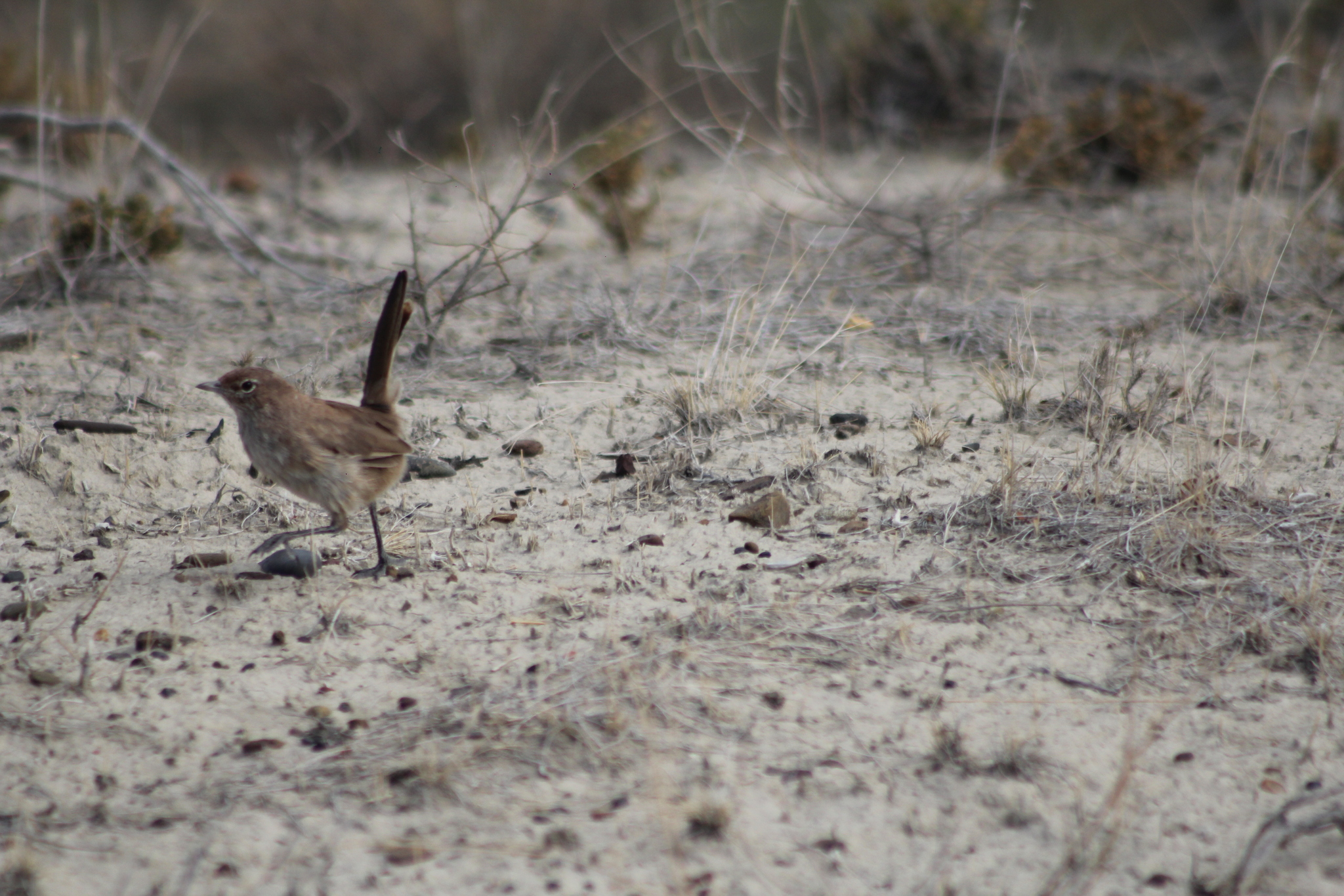 Sandy Gallito (Teledromas fuscus), photo 10