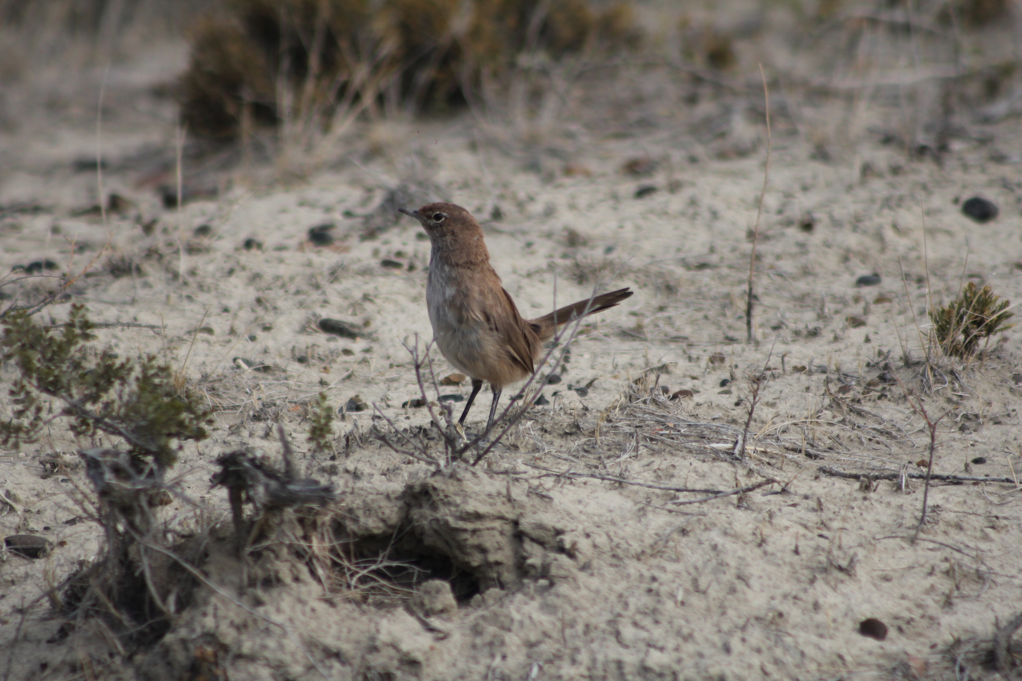 Sandy Gallito (Teledromas fuscus), photo 9