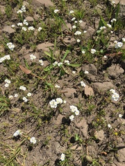 Plagiobothrys stipitatus