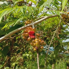 Aromatic Xylopia (Xylopia aromatica)