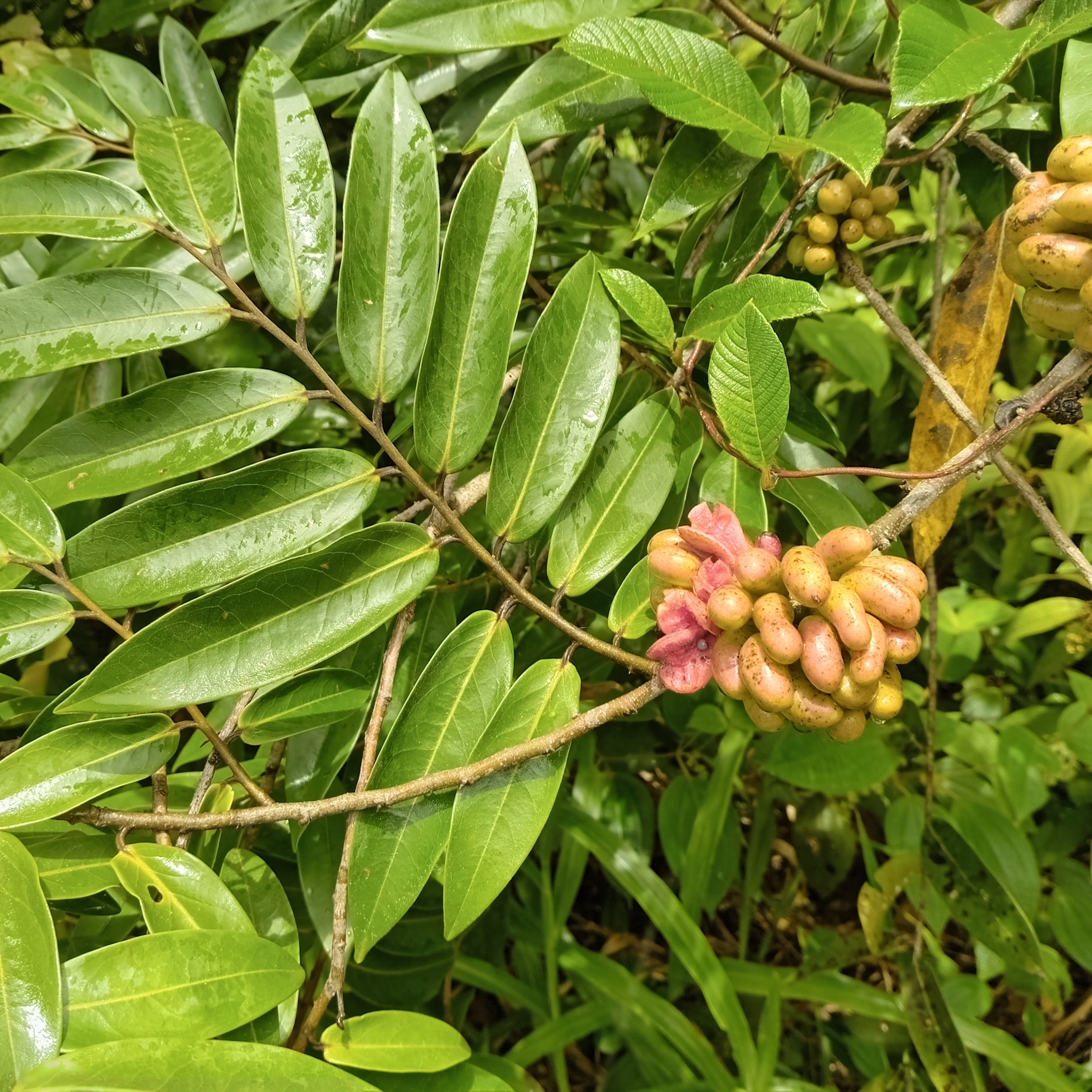 Imagem de Pindaíba-do-brejo