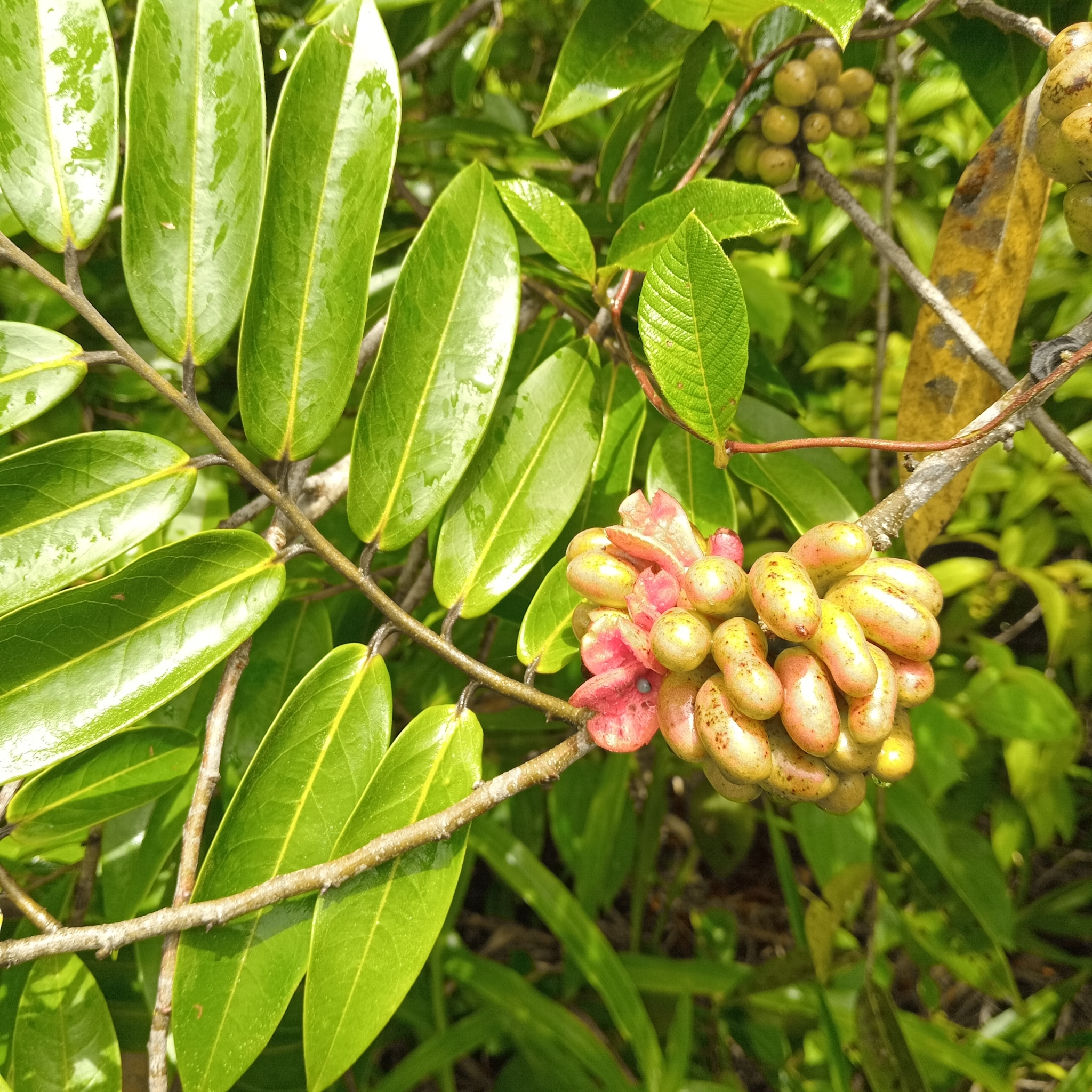 Imagem de Pindaíba-do-brejo
