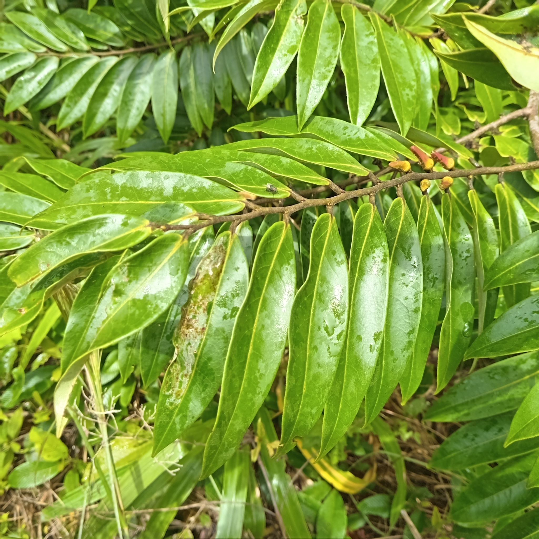Imagem de Pindaíba-do-brejo