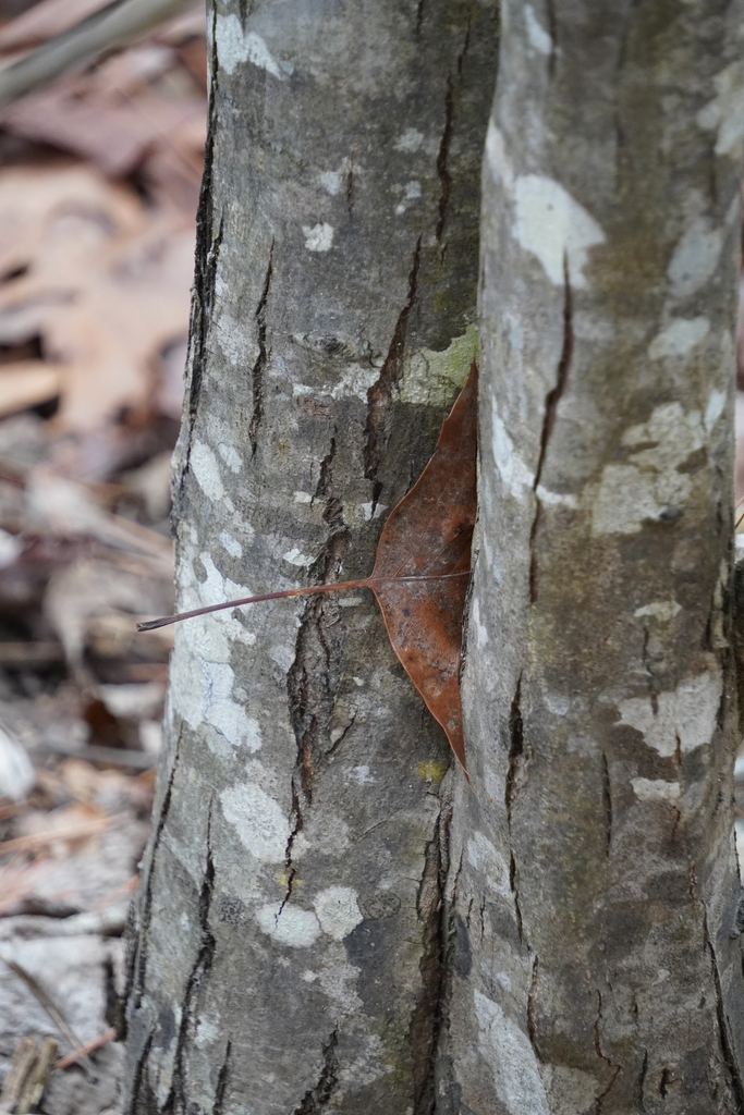 Ozark Chinquapin in February 2024 by Samantha Heller. ~ not actually ...