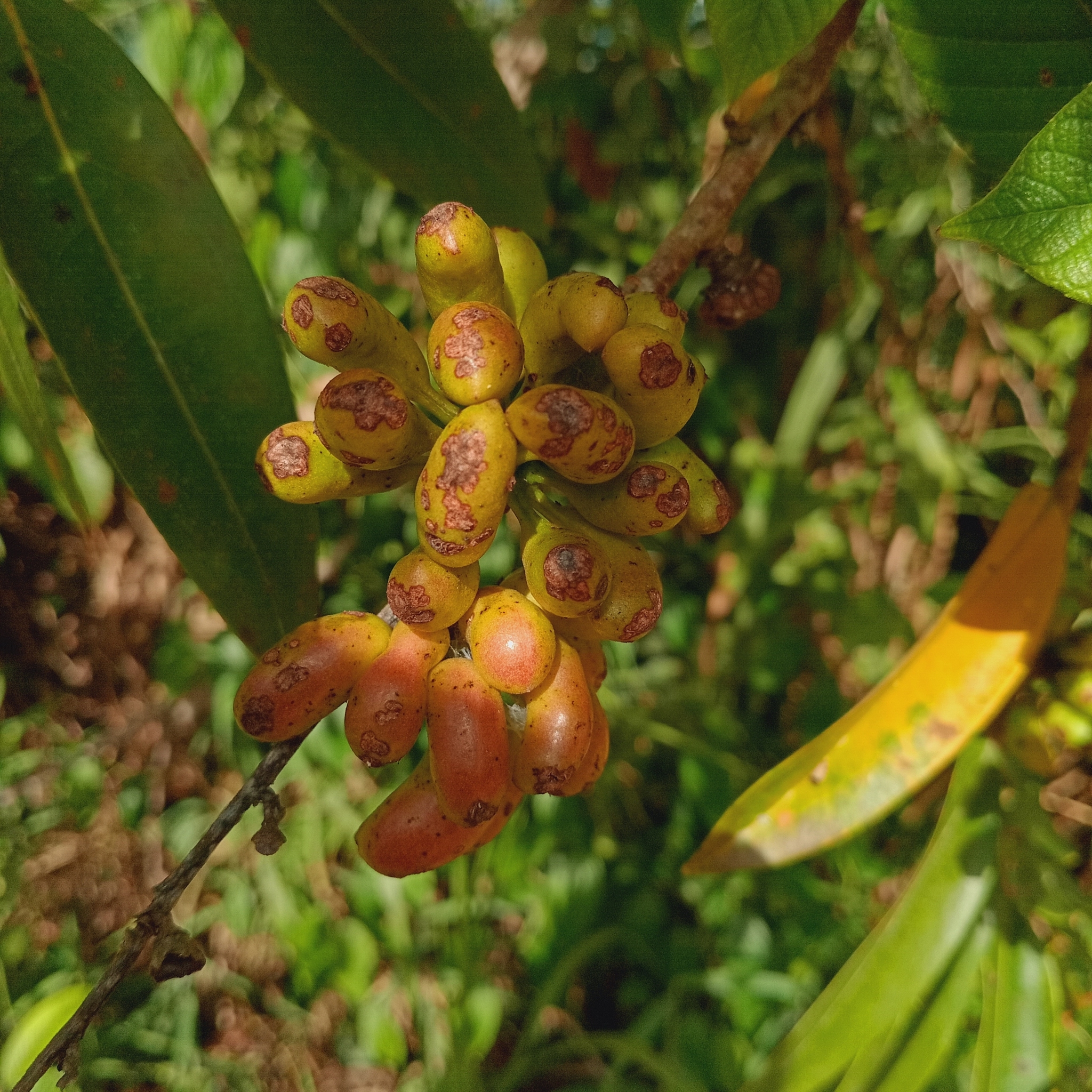 Imagem de Pindaíba-do-brejo