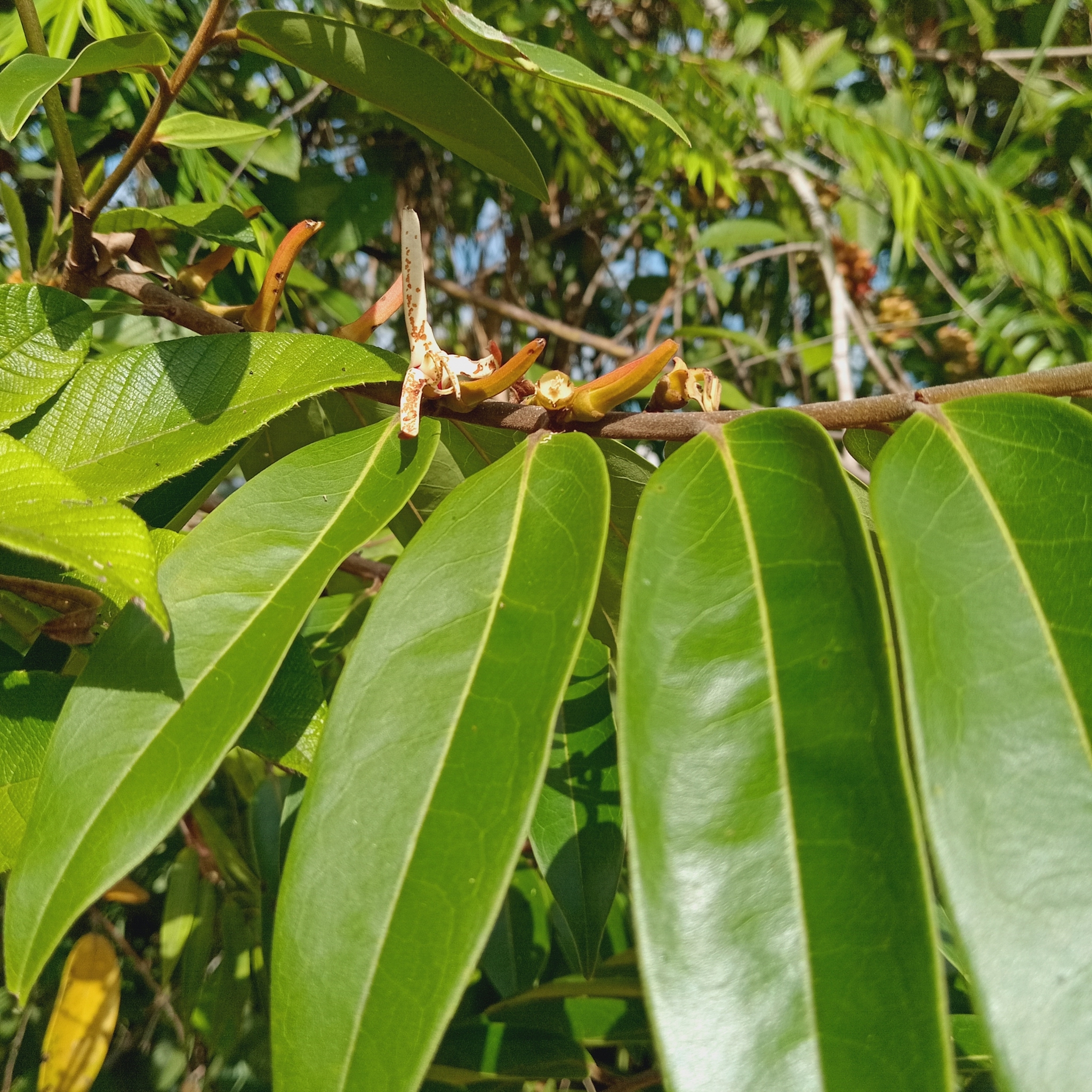 Imagem de Pindaíba-do-brejo
