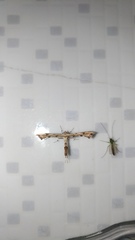 Platyptilia