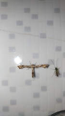 Platyptilia