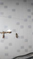 Platyptilia