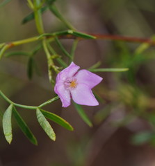 Zanthoxyloideae