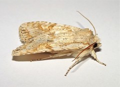 Lithophane bethunei