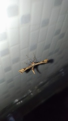 Platyptilia