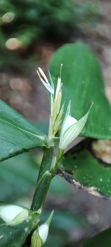 Diente de Perro (Lithachne pauciflora)