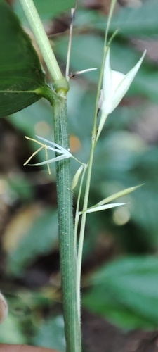 Lithachne pauciflora, photograph 6